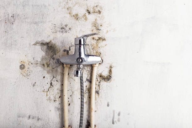 Best Black Mold Removal  in Roseburg Nth, OR