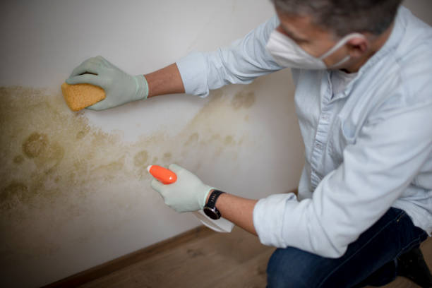 Best Mold Testing  in Roseburg Nth, OR