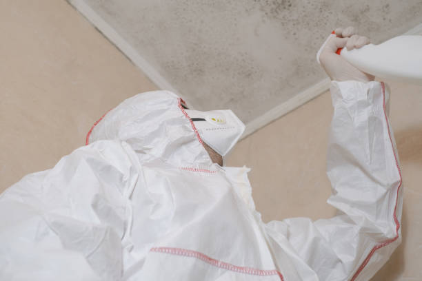 Attic Mold Removal in Roseburg North, OR