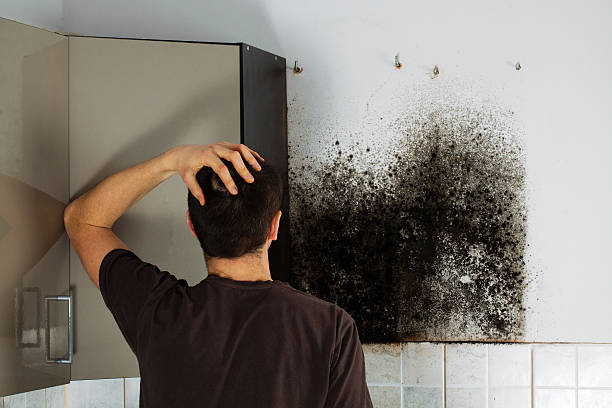Best Best Mold Removal Companies  in Roseburg Nth, OR