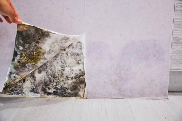 Best Office Mold Removal Services  in Roseburg Nth, OR